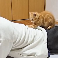 読書中の飼い主さん→かまってモード全開の子猫を『無視』してみたら…思わず癒される"可愛すぎる姿"が52万再生「無限の体力」「すごいねｗ」