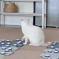 飼い主さんが帰宅した次の瞬間→『ボタンで会話できる猫』が……衝撃の一言に涙が止まらないと49.9万再生「いい言葉」「号泣だよね」