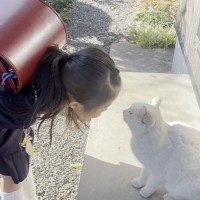 小学生の女の子が猫に人間の挨拶を教え続けたら…あまりにも平和で『尊すぎる光景』が106万再生「心が浄化された」「とても素敵だね」