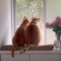 「涙腺崩壊した」先住猫と保護した子猫を会わせてみたら…思わず涙してしまう”展開"が74万再生「なんかすごく泣けた」「久々に号泣」