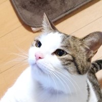 飼い主が会社に行こうとしたら、猫が…お出かけキャンセルせざるを得ない『可愛すぎる引き止め方』が41万表示「解ってる顔」「一番困る」