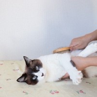 猫が『きれい好き』なのはなぜ？考えられる4つの理由　飼い主さんができる“きれいサポート”もご紹介