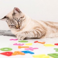 猫に『覚えてもらいやすい名前』の条件とは？名付けの3つのポイントと覚えてもらうためのアドバイス