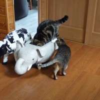 ゾウの置き物に入った猫→『真剣な顔』で……あまりにもシュールな光景に「堪能してて笑った」「表情が好きｗ」と笑っちゃう人続出