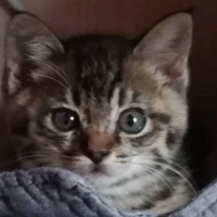 まんまるお目々の子猫が、成長した結果…貫禄たっぷりの『劇的なビフォーアフター』が51万表示「虚無顔でもかわいい」「迫力あるね」