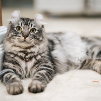 アメリカンカールの外耳炎について｜主な原因や症状、治療法まで【獣医が解説】