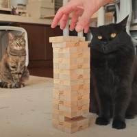 猫たちに見守られながら『ジェンガ勝負』してみた結果…スリル満点の"戦い"に爆笑する人続出「通るたびにゆらゆらｗ」「声が出ちゃったｗ」