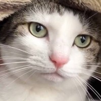 猫に『ごはん食べる？』と聞いたら、返事が…まさかの『ニャーンじゃない鳴き声』が73万表示「ヤバいめっちゃ笑った」「確かに言ってるｗ」