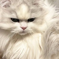 『モッフモフの猫』がエアコンの下で寝た結果…笑撃的すぎる『まさかのビジュアル』に14万いいね「スーパーサイヤニャン」「神獣って感じ」