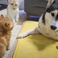 トイレから戻ってきたら、新入り子猫のそばで犬が…あまりにも尊すぎる『まさかの瞬間』が26万再生「とうとう来た」「ニヤニヤ止まらん」