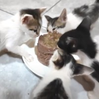 腹ペコな子猫たちと1.9キロしかないガリガリな母猫→初めて『缶詰のごはん』をあげてみたときの反応が…「ありがとう」「癒された」と20万再生