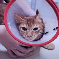 『原因不明の病』と闘っていた保護子猫が、数か月後…まさかの光景が"泣ける"と8万再生「よく頑張ったね」「涙が出ました」の声
