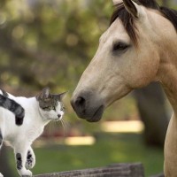 珍コンビ？馬と猫が結んだ数々の「友情の絆」がSNSで話題に　ネット民の感動を呼ぶ