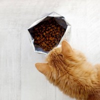 猫のフードは『いつも一緒』と『いろいろあげる』、どっちがいい？それぞれのメリット・デメリット