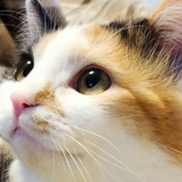 『なんか見たことない感じの可愛い顔してる』猫を見てみると→あまりにも天使すぎる"表情"が287万表示「人間イチコロ」「バブみある」