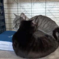 離れ離れになっていたママ猫を連れてきたら、子猫が…再会で見せた『まさかの反応』に涙する人続出「本当にありがとう」「なんて素敵」と７万再生