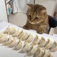 餃子を作っていたら、猫が仕切りだして…思わず笑顔になる『可愛すぎる姿』が25万再生「入念なチェックに笑った」「椅子で監督してるの可愛い」