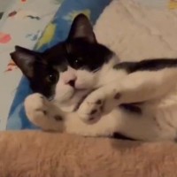 いつもより早く帰宅した飼い主→寛ぎまくってるところを見られた『元野良猫の反応』が…「1ヶ月目とは思えないｗ」「最高の瞬間」と69万表示