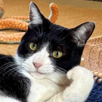 くつろいでいる猫を見てみると…あまりにも"余裕"を感じる『笑撃のポーズ』が116万表示「貴族みたい」「ゆっくりしていきなよとｗ」