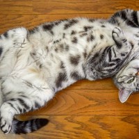 猫のお腹がやたらと『ぐるぐる鳴る』3つの理由　病気のサインの場合も