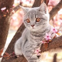 猫は春が苦手？猫のメンタルをおびやかす『春ストレス』とケア方法
