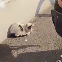 たまたま寄ったコンビニの前に弱ってうずくまる『ボロボロの子猫』が…発見者の行動に涙が止まらないと51万再生「勇気に感謝」「感動した」