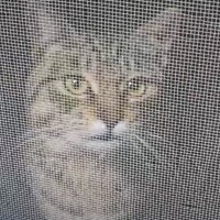 寒い夜に突然、『助けを求めるように鳴く1匹の猫』が現れて…物語の結末に涙が止まらないと19万再生「心が温かくなった」「感動」