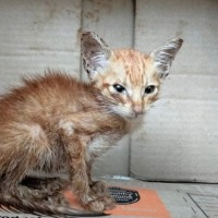 適正体重の半分もない状態だった『ガリガリの子猫』が、救出されて１年後…想像を超えて変化した『現在の姿』に感動の声「愛の力」「ありがとう」