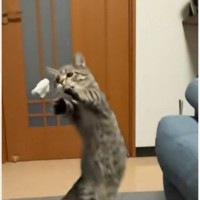 ネズミのおもちゃを投げた飼い主→勢いよくジャンプした猫が…『まさかの光景』が46万再生「運動神経なさすぎて尊い」「愛おしいｗ」