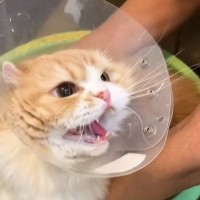 トリミングでブチ切れていた猫→顔をマッサージしたら…思いもよらない『可愛すぎる反応』が28万再生「かわいいｗ」「帰宅が早いｗ」