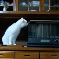 レンジ横を片付けた飼い主さん→空いたスペースに『猫を置いてみた』結果…心温まる光景に「素晴らしい！」「ナイスアイデア」と絶賛の声