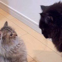 先輩猫からパンチを貰ってひっくり返っていた猫→約10ヶ月後…まさかの『既視感ある光景』が46万再生「変化ゼロｗ」「驚きの体格差」