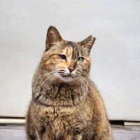 お菓子屋さんの前で出会った猫→追いかけ続けて２年が経過したら…『現在の姿』に感動の声続出「なんて素敵」「間違いなく幸せ者」