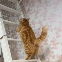 『うさぎ？カンガルー？』猫のハシゴの登り方が…まさかの『クセ強すぎる姿』が766万再生「キョンシーｗ」「チンチラ感もあるｗ」と話題に