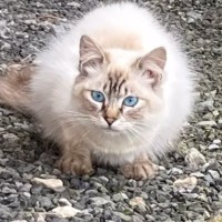 『懐かないから』と捨てられた白い長毛猫を保護→３年が経つと……"変化"の様子が泣けると感動の声続出「本当にありがとう」「幸せに」