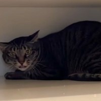 『娘が急死したから猫を保護してほしい』→家に向かうと……飼い主さんが『用意していたもの』に「思わず泣いた」「心から愛していたんだね」の声