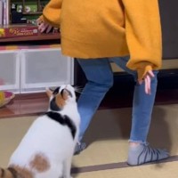 飼い主さんが背中を向けたら、猫が……最高に尊すぎる『まさかの瞬間』が104万再生の大反響「羨ましいｗ」「器用でかわいらしい」