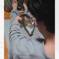 三男の『腹筋』に付き合う猫→まさかの『カウントし始める姿』が可愛すぎると369万再生「エンドレスで見ちゃうｗ」「トレーニャーだね」