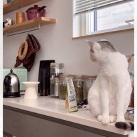 お皿を見つめて鳴いていた猫→ご飯がほしいのかと思ったら…あまりにも想定外な『生意気すぎる要求』が14万再生「オチ笑った」「たまらんｗ」