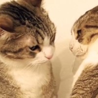 兄弟猫のケンカが突然終わったかと思ったら…まさかすぎる『仲直りの握手のような瞬間』が184万再生「すごい瞬間」「全世界がにゃいた」