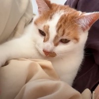 ママが横になっていたら、猫がついてきて……想像以上の『甘えっぷり』に「大好きなのが伝わってくる」「幸せな寛ぎ空間」と笑顔になる人続出