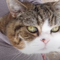 外散歩で瞳が輝いていた『ワクワク顔の猫』が帰宅した途端…想像以上に変化した『表情のギャップ』が話題に！「どちらも可愛い」「別猫だね」