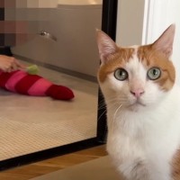 『猫が大好きなぬいぐるみ』を洗った結果…落ち込んだ猫の『バリエーション豊富な顔芸』に爆笑の声「愛しすぎる」「ほんとに好きなんだね」