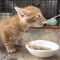生後4週目の赤ちゃん猫に『初めての離乳食』を与えた結果…想像以上の反応に爆笑の声「ニヤニヤが止まらないｗ」「がっつきすぎｗ」と6万再生