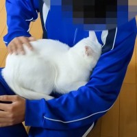 何度も膝の上に戻ってくる白猫→父の方へと向かったと思ったら……『まさかの光景』が73万再生「人間をダメにする猫ｗ」「吹き出したｗｗ」