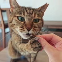 猫たちに『いつもとは違うおやつ』を与えてみたら…飼い主さんも思わず笑った『意外な展開』に反響続々「強烈だねｗ」「喜ぶ顔が可愛い」