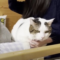 体調不良の娘がベッドで横になろうと思ったら、猫が…爆笑必至の『絶対に退こうとしない姿』が15万再生「固い意志を感じたｗ」「暖取ってる？ｗ」