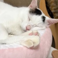 爆睡している猫に『ごはん』と言ってみた結果…とんでもない『反応速度』に爆笑する人続出「起床ラッパ並みｗ」「想像の数百倍は早かった」