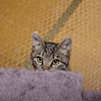 扉のまえにやって来た元野良の子猫→名前を呼んでみたら…『愛おしすぎる瞬間』が23万再生「超絶可愛い」「大切にされているのが伝わる」