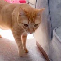 超甘えん坊猫が大好きなママと『2週間ぶりに再会』したら…意外な反応と『まさかの姿』が10万再生「拗ねてる？ｗ」「涙がでてきた」